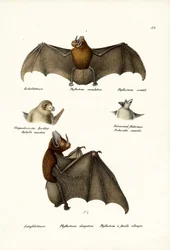 Chauves-souris à nez de lance, 1824